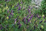 Veccia vellutata - Vicia villosa |  © e-pics A. Krebs