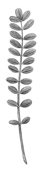 Lupinella - Onobrychis viciifolia  |  © APF