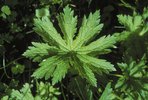 Geranio silvano - Geranium sylvaticum | © Agroscope