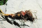 Cinquefoglie tormentilla - Potentilla erecta. Rizoma rosso-bruno| © Agroscope