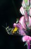 Esparsette - Onobrychis viciifolia. Sandbiene - Andrena spp.  |  © e-pics A.Müller