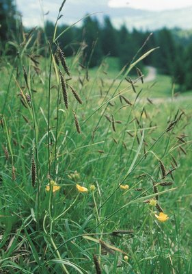 Schlaffe Segge - Carex flacca | © Agroscope