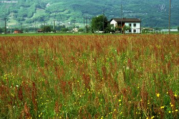Prato a erba altissima situato su suolo magro e ricco di romice acetosa | © W.Dietl
