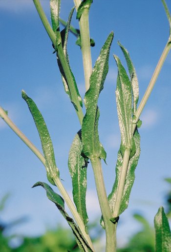 Hirtentäschchen - Capsella bursa-pastoris. Stängelblätter mit spitzen Öhrchen | © Agroscope