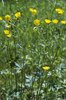 Ranuncolo acre - Ranunculus acris | © e-pics A. Krebs