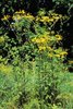 Senecione serpeggiante - Senecio erucifolius | © Agroscope