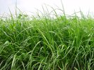 Mattenklee-Gras-Mischung, SM 310, mit Weissklee und Englischem Raigras | © Agroscope