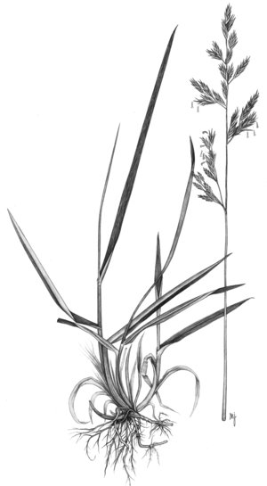 Rohrschwingel - Festuca arundinacea | © AGFF