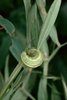 Cicerchia dei prati - Lathyrus pratensis |  © e-pics A. Krebs