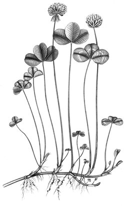 Weissklee - Trifolium repens. Kriechtrieb mit Wurzelknöllchen | © AGFF