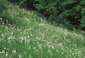 Prairie à brome, présence d’anthéricum à fleurs de lis | © Agroscope