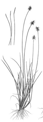 Davall-Segge - Carex davalliana | © AGFF
