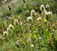 Bergklee - Trifolium montanum | © e-pics A.Krebs