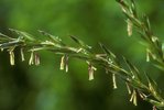 Gramigna comune - Elymus repens | © e-pics A. Krebs