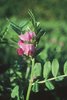 Veccia comune - Vicia sativa | © Agroscope