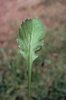 Wiesen-Margerite - Leucanthemum vulgare. Rosettenblatt | © Agroscope