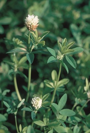 Alexandrinerklee - Trifolium alexandrinum | © Agroscope
