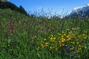 Prairie à avoine jaunâtre, situation sécharde, présence de sauge des prés et de lotier corniculé | © W.Dietl
