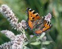 Rossminze - Mentha longifolia. Mit Kleinem Fuchs (Nesselfalter) - Agais urticae | e-pics A.Krebs
