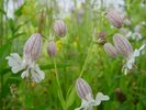 Silene rigonfia - Silene vulgaris. Tipici fiori con calice rigonfio | © Agroscope