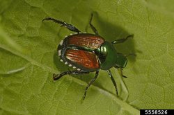 Japankäfer | © Wikipedia