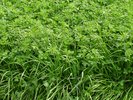 Luzerne-Gras-Mischung, SM 320 | © Agroscope 