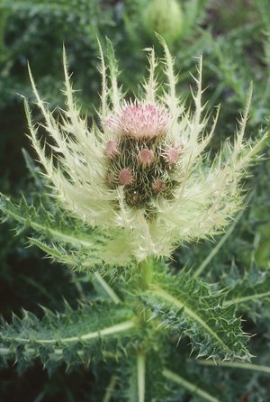 Cardo spinosissimo - Cirsium spinosissimum | © Agroscope
