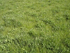 Gras-Weiderotklee-Mischung, SM 362 | © Agroscope