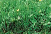 Englisch-Raigras-Wiesenrispengras-Mähweide, mit sehr viel Wiesenrispengras | © Agroscope
