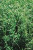 Luzerne-Gras-Mischung, SM 325, mit Rohrschwingel | © Agroscope 