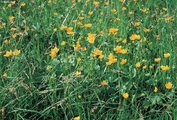 Nährstoffreiche Nasswiese, Untertyp Dotterblumen-Wiese, mit Rispensegge | © W.Dietl