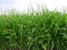 Miscela graminacee-trifoglio bianco, Mst 330, con erba mazzolina | © Agroscope