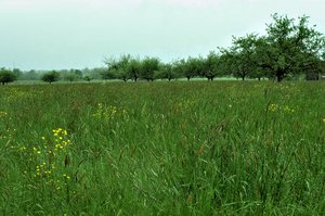 Prairie à vulpin des prés au printemps, première pousse, beaucoupe de tiges, peu de feuilles | © W.Dietl