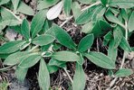 Sparviere pelosetto – Hieracium pilosella. Peli ispidi sulla pagina fogliare superiore; peli stellati su quella inferiore | © Agroscope