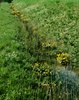 Calta palustre - Caltha palustris in un fossato | © e-pics A. Krebs