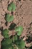Edera terrestre - Glechoma hederacea. Stolone epigeo | © Agroscope
