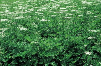 Prato a erba mazzolina sovraconcimato con spondiglio comune dominante | © W.Dietl