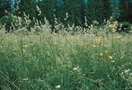 Erba mazzolina - Dactylis glomerata | © Agroscope