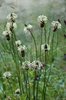 Piantaggine lanceolata - Plantago lanceolata. Pianta in piena fioritura, con stami biancastri in bella evidenza | © e-pics A. Krebs