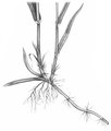 Stolon / Unterirdischer Kriechtrieb. Beispiel: Quecke - Elymus repens | © AGFF