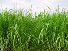 Längerdauernde Gras-Weissklee-Mischung mit Rohrschwingel, SM 442 | © Agroscope