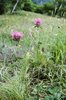 Rotklee - Trifolium pratense | © e-pics M.Baltisberger