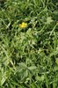 Ranuncolo acre - Ranunculus acris | © Agroscope