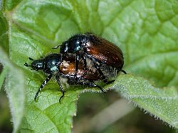 Gartenlaubkäfer - Phyllopertha horticola (NICHT VERWECHSELN mit Japankäfer) | © e-pics S.Keller