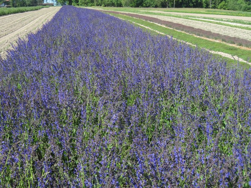 grnkorn dnger kaufen Purgrn Bio-Mais-Dnger 1 kg