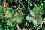 Ranuncolo bulboso - Ranunculus bulbosus. Foglia basale | © Agroscope