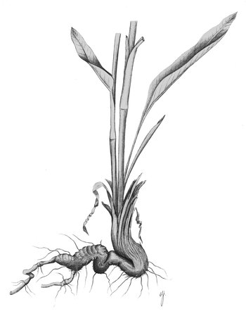 Wiesen-Knöterich - Polygonum bistorta. Mit schlangenförmigem Rhizom | © AGFF