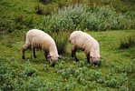 Rossminze, von den Weidetieren konsequent verschmäht | © M.Bütikofer