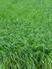 Mélange ray-grass d’Italie - trèfle violet , Mst 240 | © Agroscope