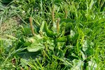 Breit-Wegerich - Plantago major | © Agroscope, G.Brändle
